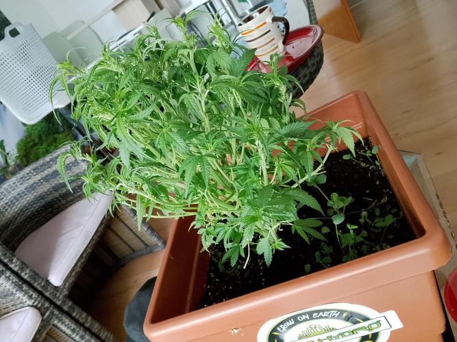 PlanthunterZ. Week 2 - cherry cola