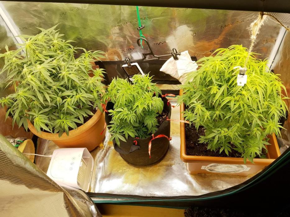 PlanthunterZ. Week 3 - links cherry Cola Mitte thin mint Spur Pinot rechts cherry cola