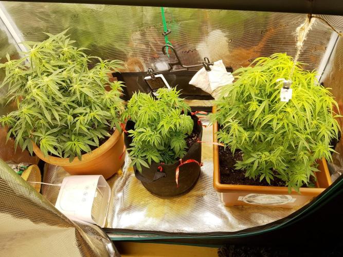 Fast Buds - Cherry Cola Auto by PlanthunterZ
