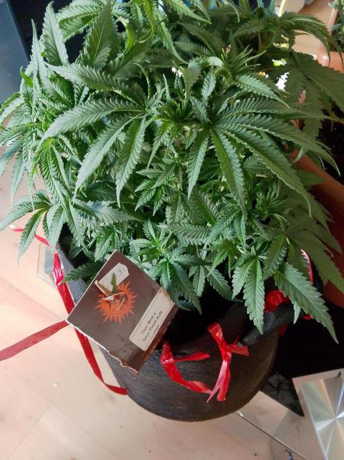 PlanthunterZ. Week 6 - thin mint sour Pinot Auto aber irgendwie fängt sie nicht zu blühen 