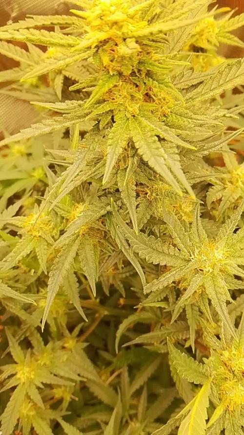 Fast Buds - Cherry Cola Auto by PlanthunterZ