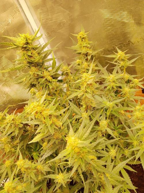 PlanthunterZ. Week 7 - cherry cola fastbuds hab schon genascht echt cola cherry Lob an die company