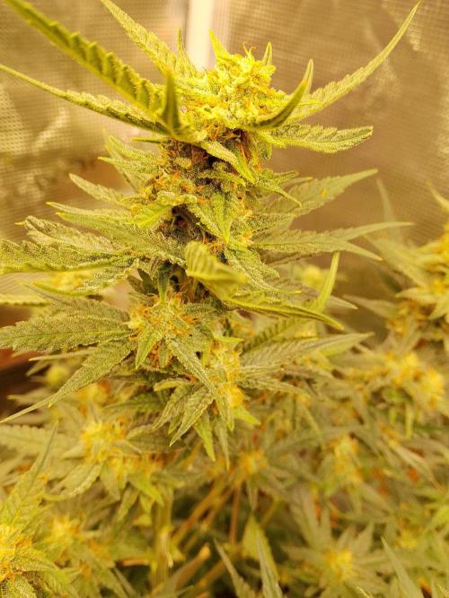 Fast Buds - Cherry Cola Auto by PlanthunterZ