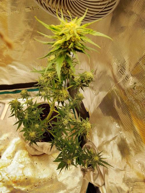 PlanthunterZ. Week 7 - cherry cola in normaler Haushalt Bedingungen 