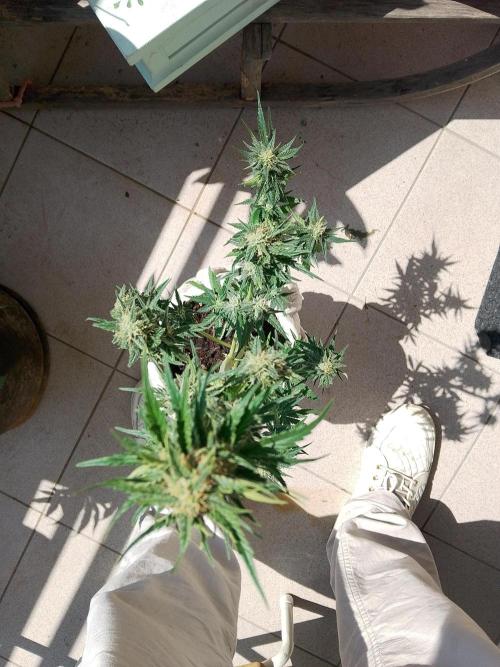 Fast Buds - Cherry Cola Auto by PlanthunterZ