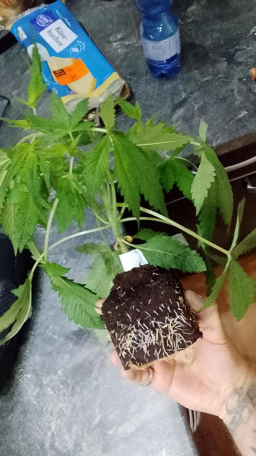 PlanthunterZ. Week 0 - cherrycola