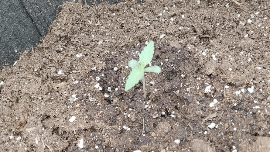 PlanthunterZ. Week 0 - thin mint sour pinot