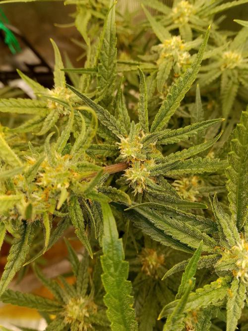 PlanthunterZ. Week 9 - cherrcolaauto fastbuds