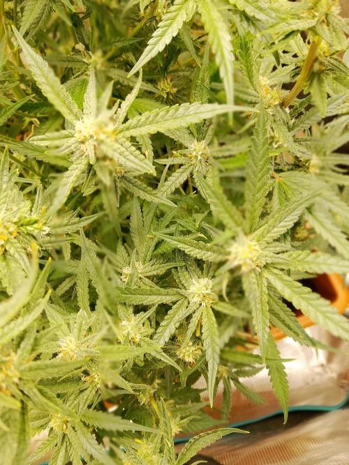 PlanthunterZ. Week 9 - cherry cola