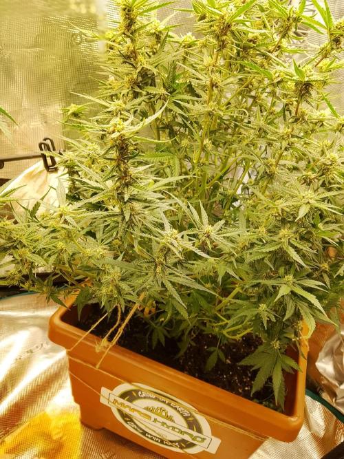 PlanthunterZ. Week 9 - cherry cola