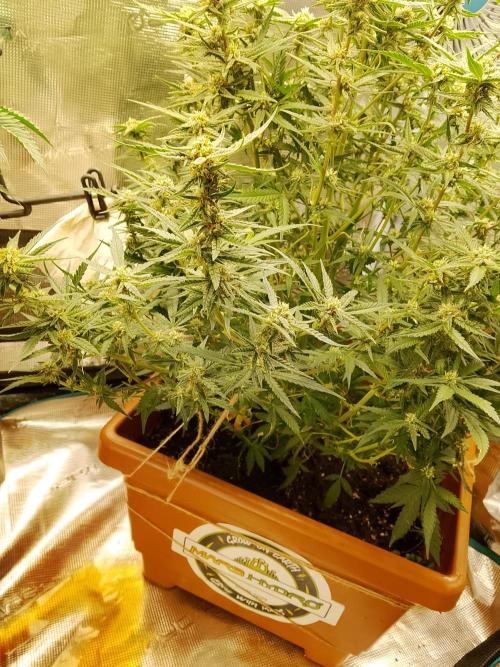 PlanthunterZ. Week 9 - cherry cola