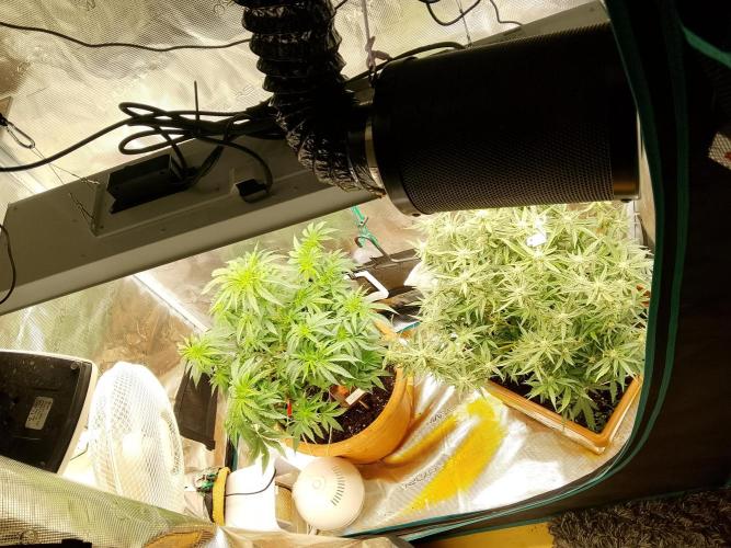 PlanthunterZ. Week 9 - links thin mint sour Pinot Auto aber nicht das was in der Packung drin sein sollte Ermittlung läuft 