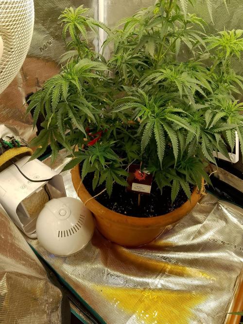PlanthunterZ. Week 9 - thin mint sour Pinot Auto stranger strain ich schicke sie jetzt selber in die