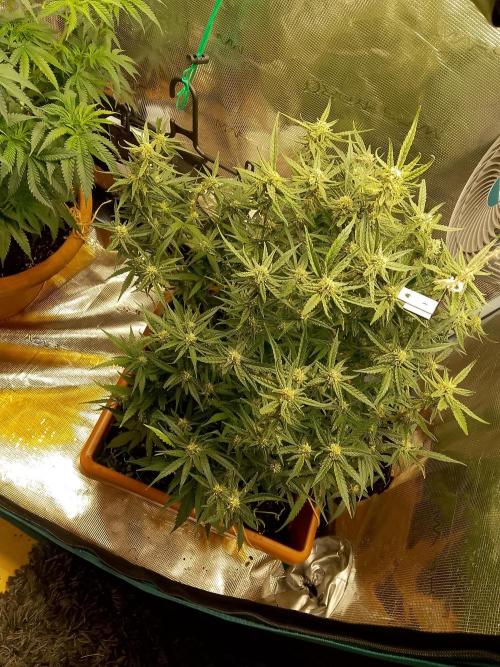 PlanthunterZ. Week 9 - cherry cola