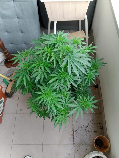 thin mintxsour Pinot Auto *Fehler*. Week 10 - getrunken 3 l Biobizztee:-) 