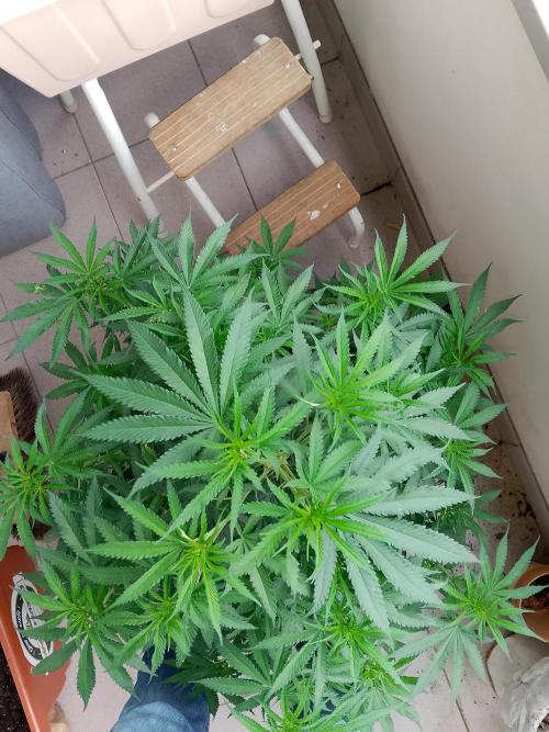 thin mintxsour Pinot Auto *Fehler*. Week 10 - oben