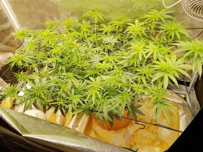 thin mintxsour Pinot Auto *Fehler*. Week 12 - 💯✨perfekt