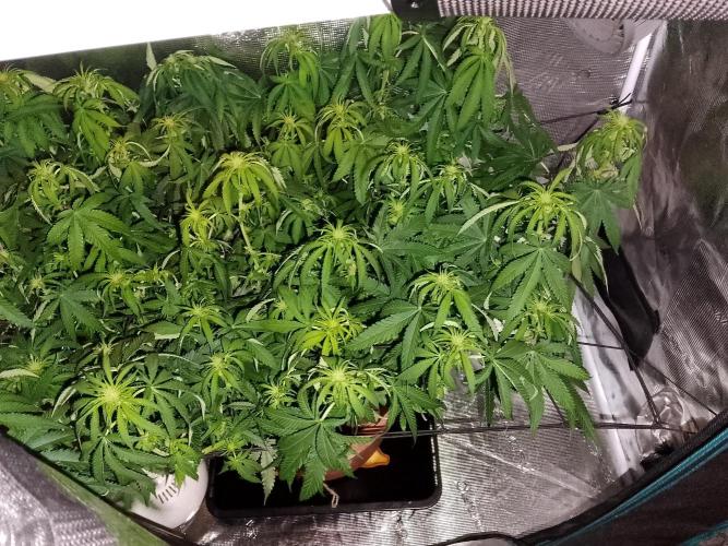 thin mintxsour Pinot Auto *Fehler*. Week 13 - nachtschicht***