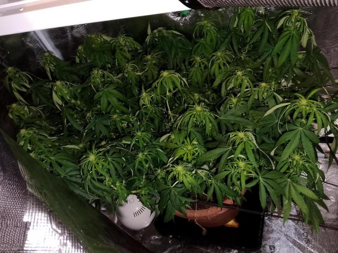 thin mintxsour Pinot Auto *Fehler*. Week 13 - nachtschicht