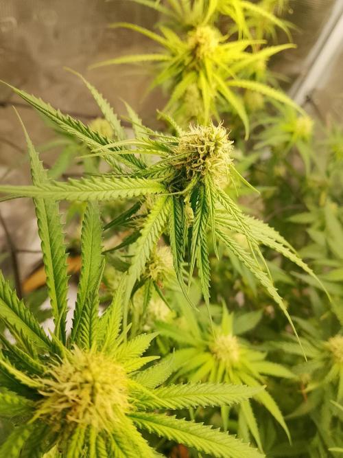 thin mintxsour Pinot Auto *Fehler*. Week 13 - sehr eindrucksvoll