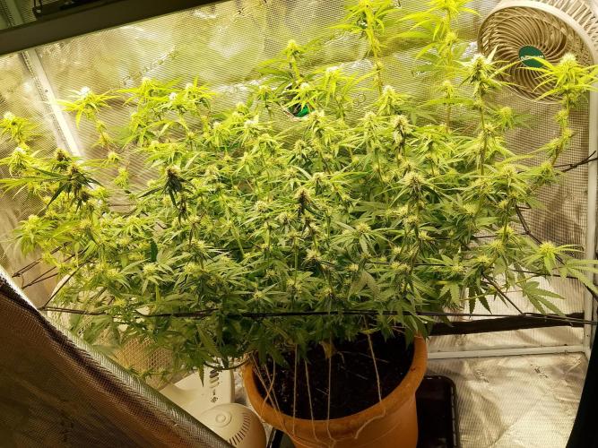 thin mintxsour Pinot Auto *Fehler*. Week 13 - groot