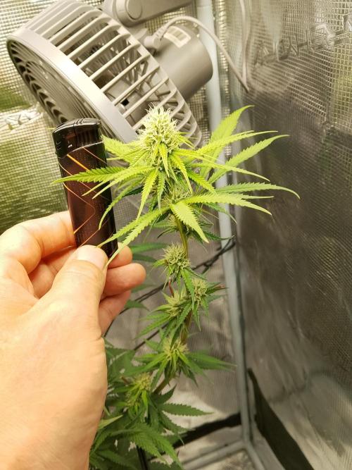 thin mintxsour Pinot Auto *Fehler*. Week 14 - ausbaubarer Blüten wuchs 