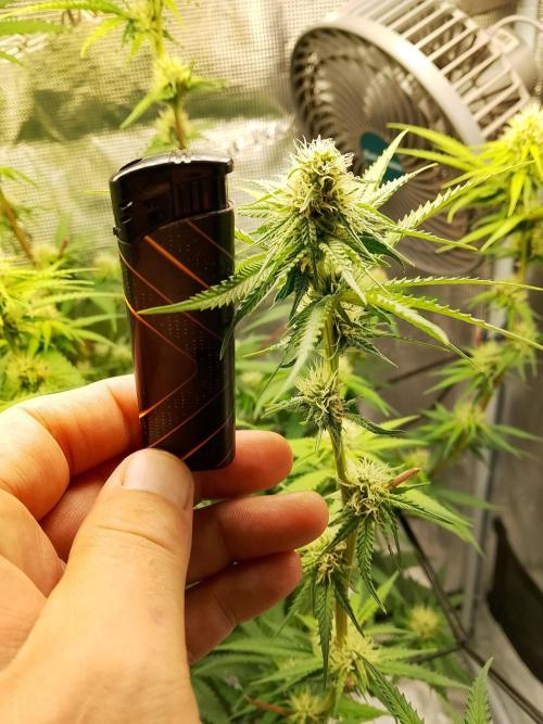 thin mintxsour Pinot Auto *Fehler*. Week 14