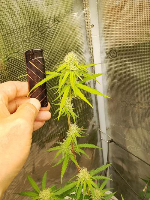 thin mintxsour Pinot Auto *Fehler*. Week 14