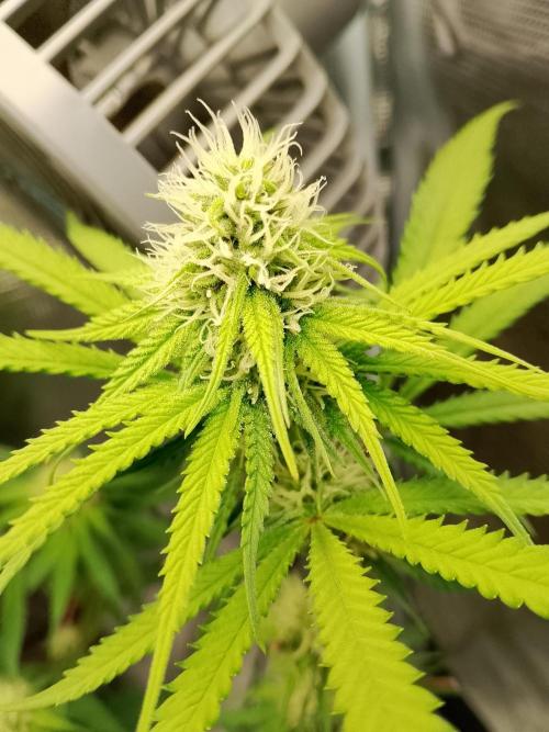 thin mintxsour Pinot Auto *Fehler*. Week 14