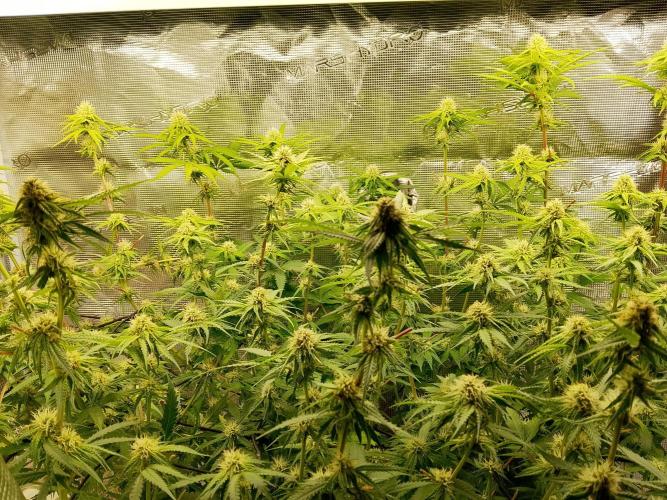 thin mintxsour Pinot Auto *Fehler*. Week 14