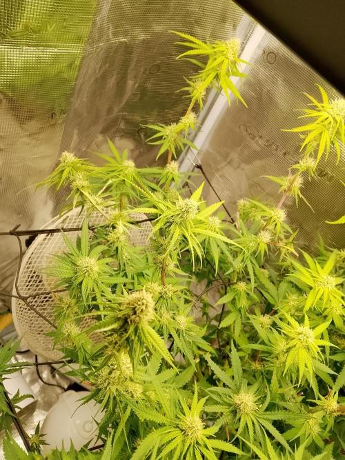 thin mintxsour Pinot Auto *Fehler*. Week 14