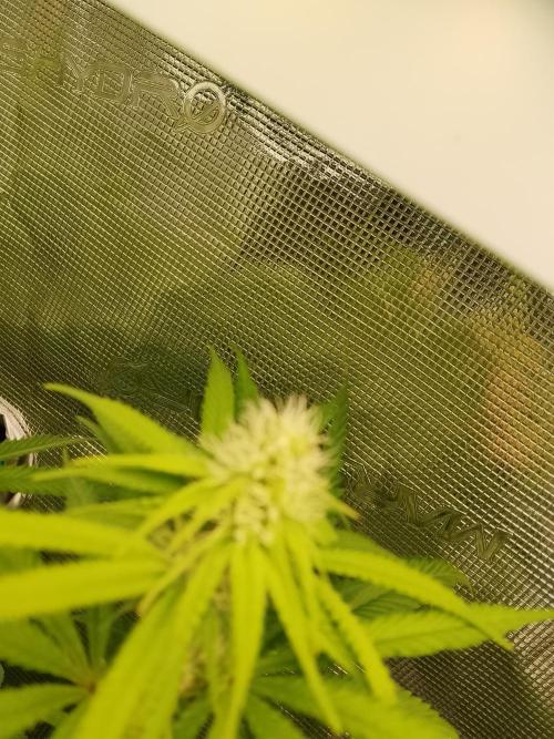 thin mintxsour Pinot Auto *Fehler*. Week 14