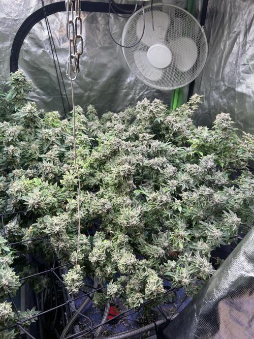 Philgood 420. Week 8 - Eine Pflanze 
