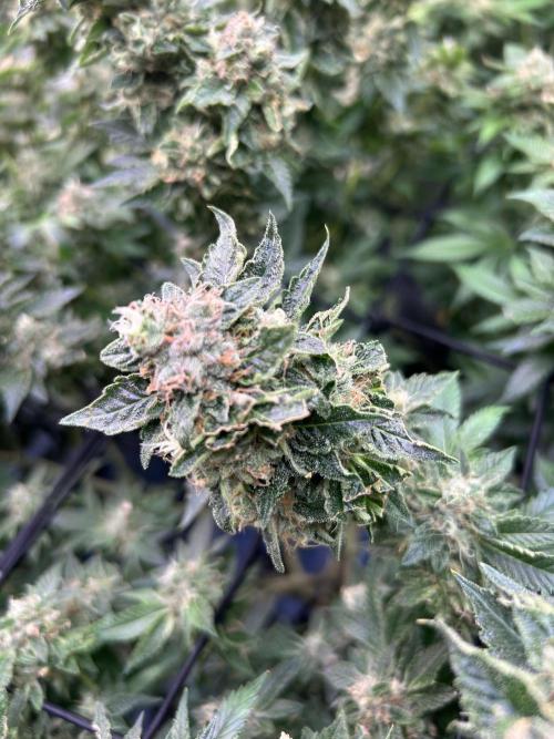 Philgood 420. Week 8
