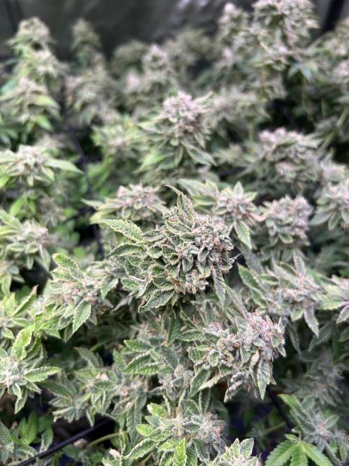 Philgood 420. Week 8