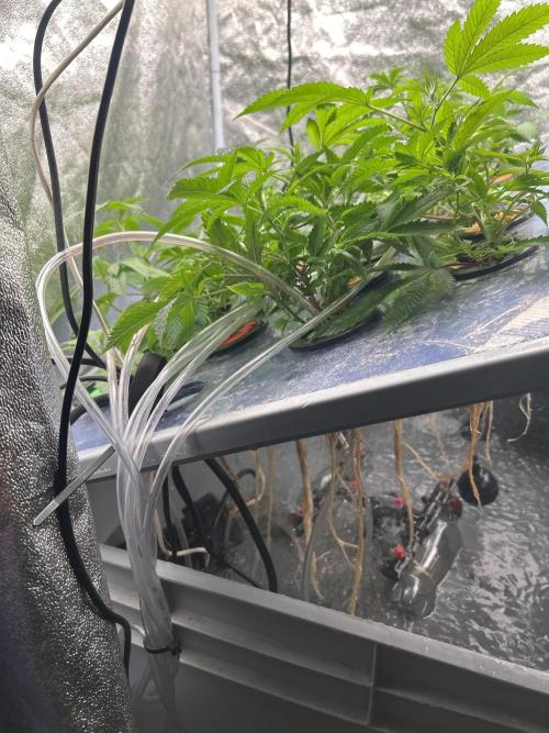 Philgood 420. Week 8