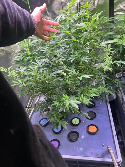 Philgood 420. Week 8