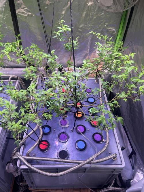 Philgood 420. Week 8