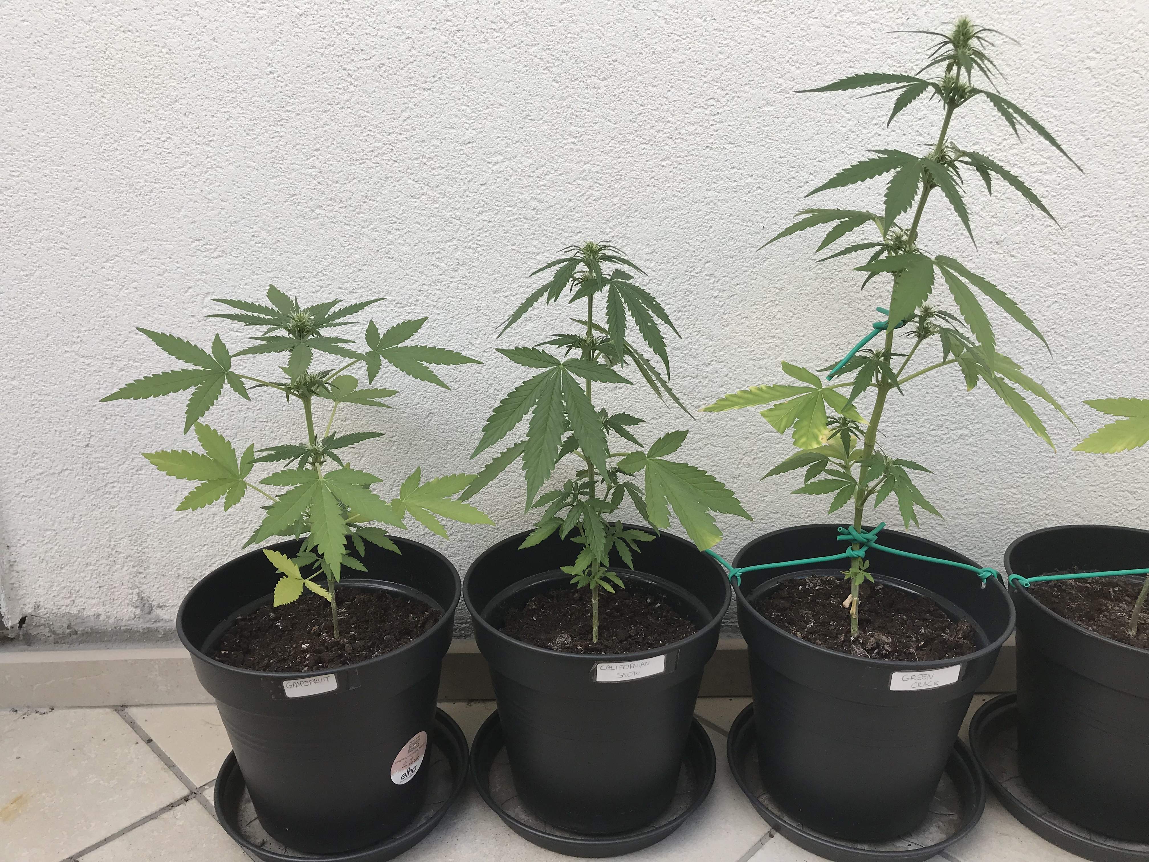 FastBuds Californian Snow Auto, FastBuds C4 Auto, FastBuds G14 Auto