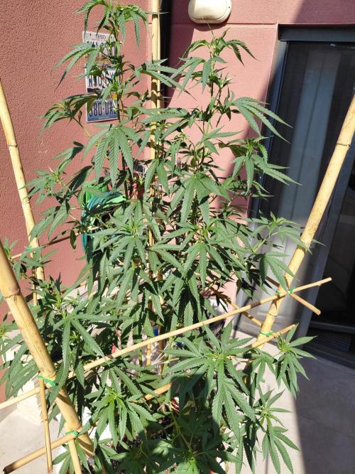 ⛽ All Gas & Gelato🍦 ¡JOIN! 👇. Week 11