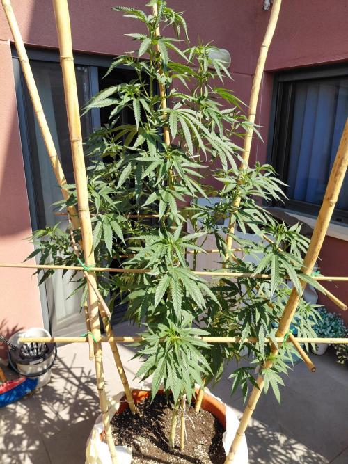 ⛽ All Gas & Gelato🍦 ¡JOIN! 👇. Week 11