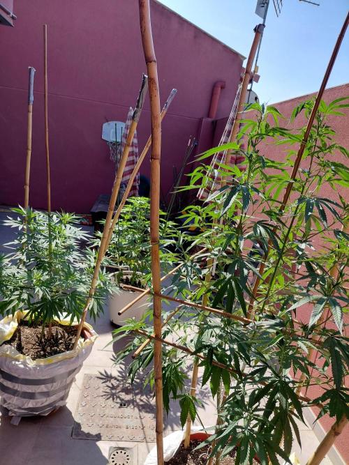 ⛽ All Gas & Gelato🍦 ¡JOIN! 👇. Week 11