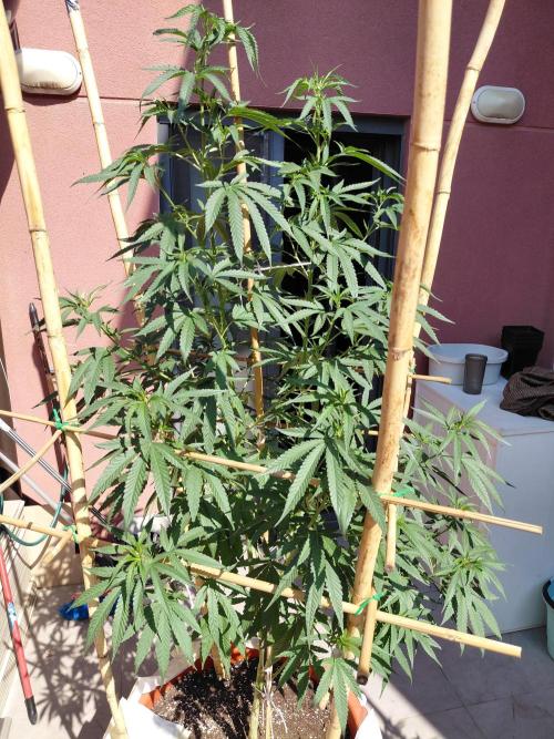 ⛽ All Gas & Gelato🍦 ¡JOIN! 👇. Week 11