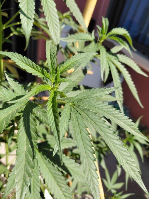 ⛽ All Gas & Gelato🍦 ¡JOIN! 👇. Week 11