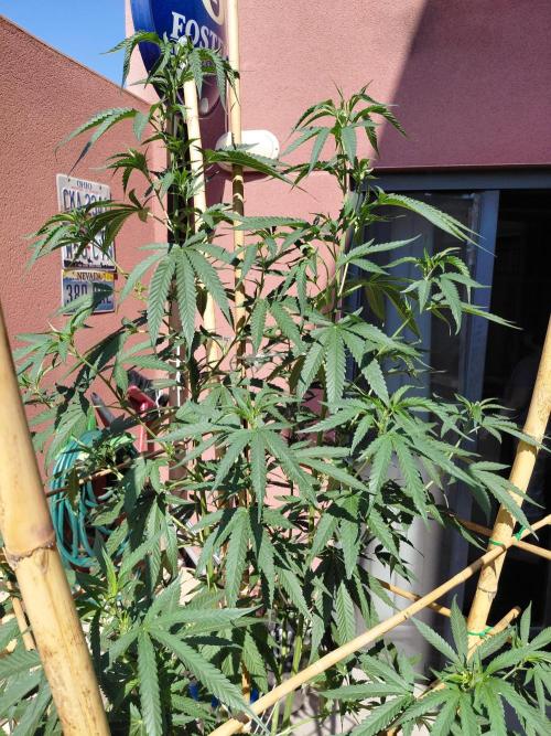 ⛽ All Gas & Gelato🍦 ¡JOIN! 👇. Week 11