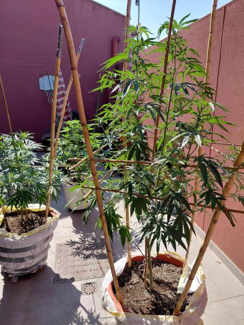 ⛽ All Gas & Gelato🍦 ¡JOIN! 👇. Week 11