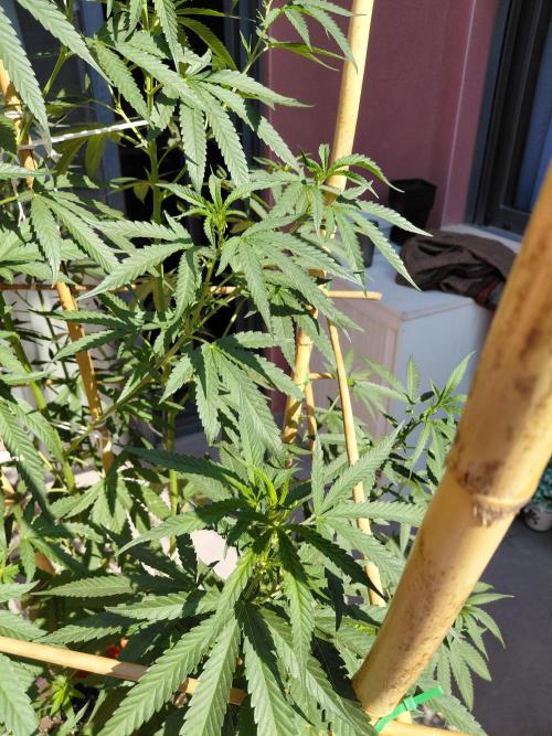 ⛽ All Gas & Gelato🍦 ¡JOIN! 👇. Week 11