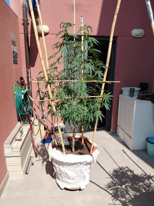 ⛽ All Gas & Gelato🍦 ¡JOIN! 👇. Week 11
