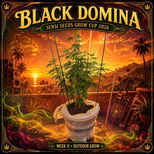 🖤 Black Domi & Cali Indian 🍊 JOIN! 👇. Week 10