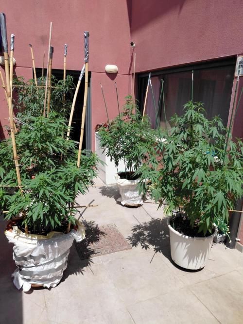 All Gas, Gelato, Black & Cali. Week 13